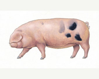 Gloucestershire Old Spot. Original acrylic painting of a pig