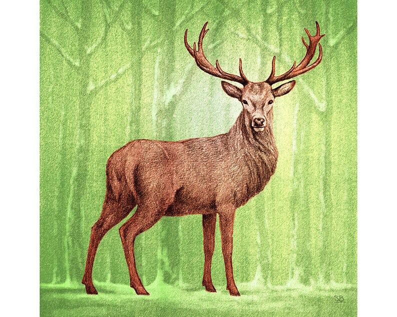 Majestic Stags, Greeting Cards. Original artwork of red deer in woodlands. Pack of 4 different designs. 150mm x 150mm. image 4