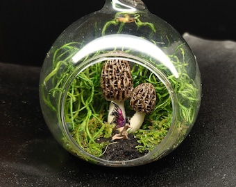 Fairy with realistic morel  mushrooms. Fairy garden globes One of a kind gifts. morel mushroom with h0 scale fairy mushroom terrarium.