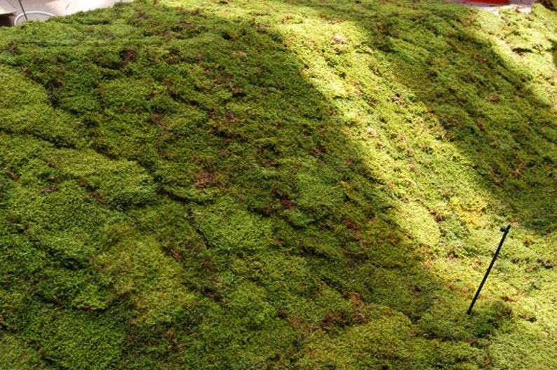 download sheet moss for free download sheet moss for free