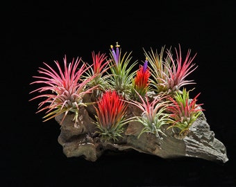 Ionantha Multi Package | Air Plant Tillandsia |
