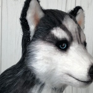 May include: Close-up of a plush husky dog head with black and white fur and blue eyes. The dog is looking to the right.