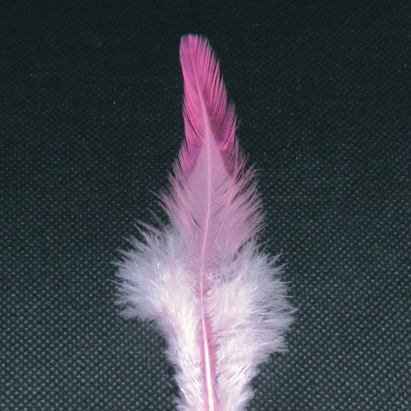 40 Rooster feathers Natural feathers small bird feathers