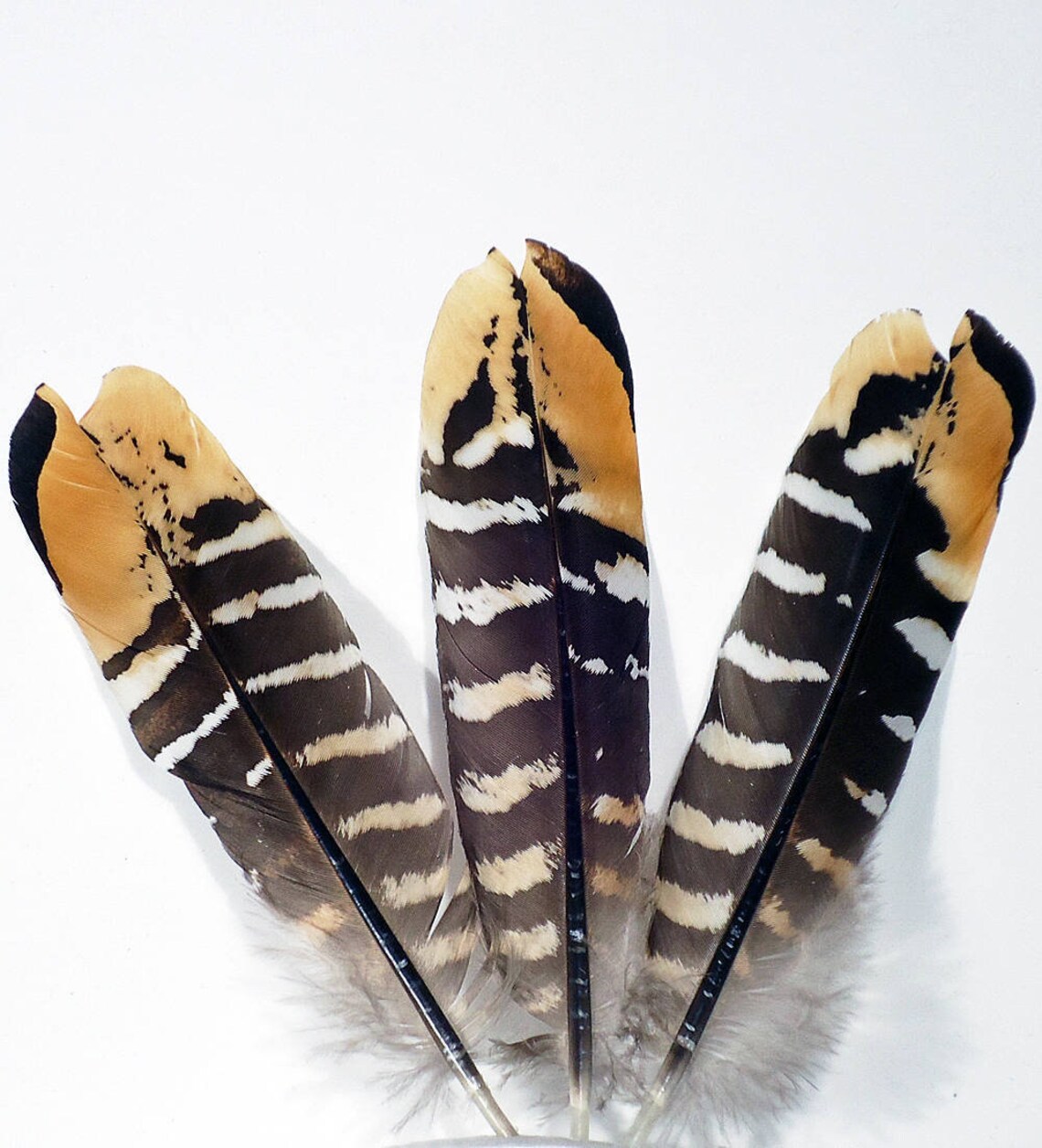 Pheasant Feathers Bird Feathers Wholesale Feathers Pheasant Quill