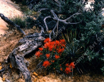 Indian Paintbrush and Yucca - Matted Photograph, Ready for 11" x 14" Frame