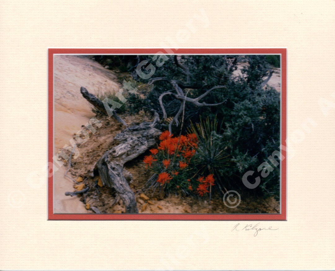 Indian Paintbrush and Yucca Matted Photograph, Ready for 8 x 10 Frame