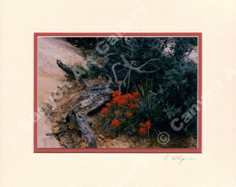 Indian Paintbrush and Yucca - Matted Photograph, Ready for 8" x 10" Frame