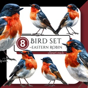 Eastern ROBIN BIRD Clipart Avian Feathered Friend Watercolor Paint High Quality PNG Instant Download Commercial Use for Creators & Designers