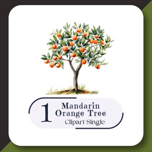 May include: Watercolor illustration of a mandarin orange tree with green leaves and ripe oranges. The tree is set against a white background with the text "1 Mandarin Orange Tree Clipart Single".