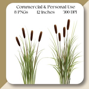 Cattail GRASS Clipart Set Watercolor PNG Scrapbooking Digital Download ...
