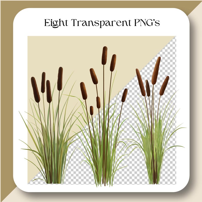 Cattail GRASS Clipart Set Watercolor PNG Scrapbooking Digital Download ...