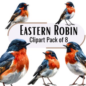 Winter Birds Clipart Eastern ROBIN Watercolor Spring Bird Illustration High Quality Commercial Use Digital Download for Designers & Crafters