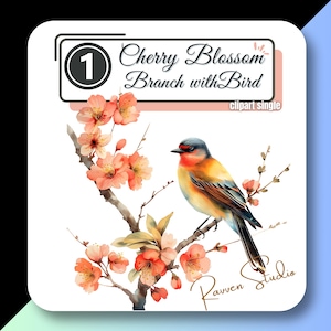 Liebe VOGEL auf KIRSCHBLÜTE Clipart Frühling Blume Zweig Fink Spatz Sakura hochwertige transparente Png Instant Download kommerzielle Nutzung