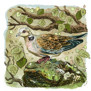 Turtle Dove Pencil Study - Symbolic Love Gift - British Wildlife Art - 20cm Square Hand-Signed Giclée Print