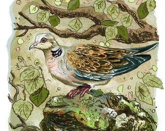 Turtle Dove Pencil Study - Symbolic Love Gift - British Wildlife Art - 20cm Square Hand-Signed Giclée Print