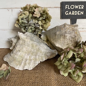 May include: Two large, weathered conch shells with a rough, textured surface. Dried green and pink hydrangeas are arranged around the shells. A small black sign with the words "FLOWER GARDEN" is visible in the background.