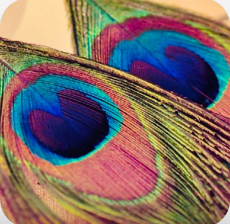 Peacock Feather Earrings by Captivating Capricorn Boho Chic Style Earrings Genuine Peacock Feathers with Gold Hypoallergenic Ear Wires