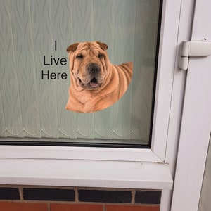Chinese Shar-Pei &quot;I LIVE HERE&quot; Window Door sticker Decal