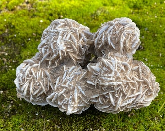 May include: A group of five white desert rose crystals, also known as selenite rose, arranged together on a bed of green moss.