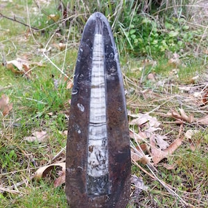 SALE!! Orthoceras Tower/ Crystal Tower/ Fossil/ Ammonite/ Seashell/ Home Decor/ Bookends/ Gift/ Brown/ Black/ Polished Stone