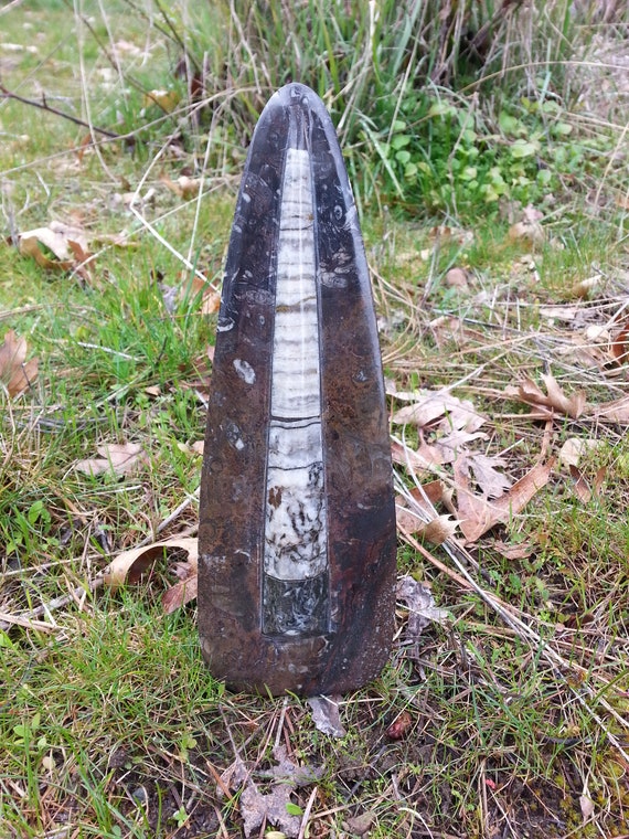 SALE!! Orthoceras Tower/ Crystal Tower/ Fossil/ Ammonite/ Seashell/ Home Decor/ Bookends/ Gift/ Brown/ Black/ Polished Stone