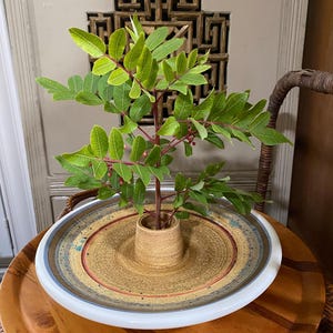 May include: A ceramic vase with a wide, circular base and a smaller, cylindrical opening. The vase is decorated with concentric circles of brown, blue, and red glaze. A small green plant with red berries is arranged in the vase.