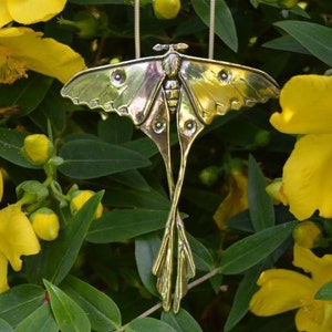 Moth Necklace - Madagascan Moon Moth Pendant - Handmade Nature Inspired Wildlife Jewellery by Emma Keating