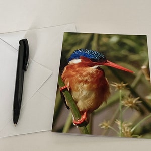 Biglietto di auguri con uccello martin pescatore - Compleanno, festa della mamma, amici, - Tema fauna selvatica - Fotografia