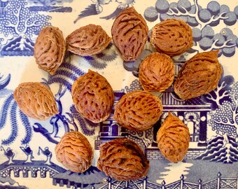 Peach Pit Jewelry Etsy Peach Pit Jewelry Etsy