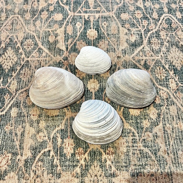 Large White Quahog Clam Shells, Natural Seashells, Coastal Decor, Craft Shells