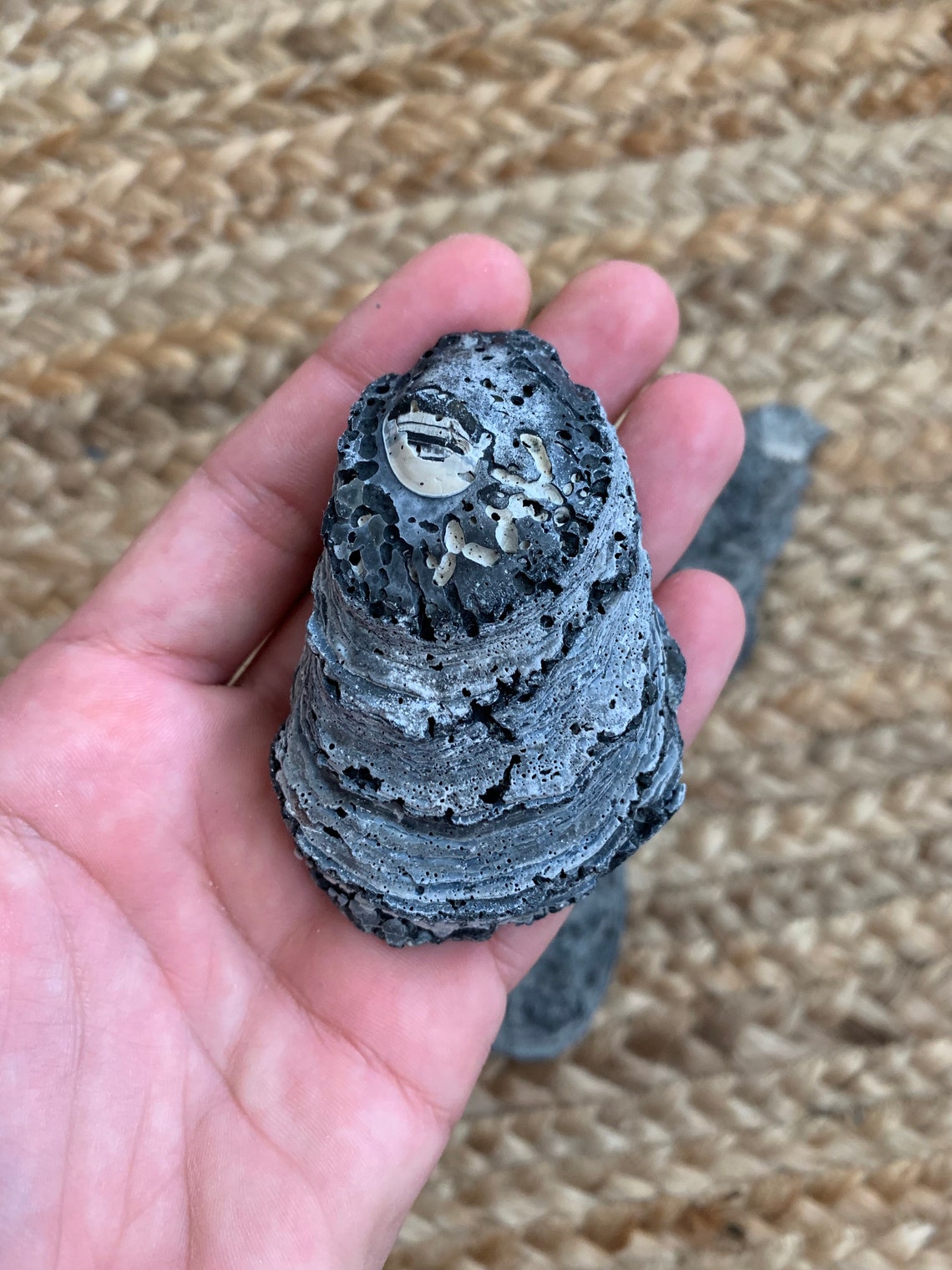 Large Old Natural Eastern Oyster Shells Collected on Turtle | Etsy