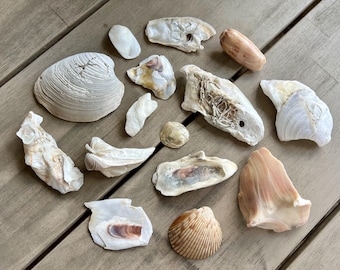 Könnte beinhalten: Eine Sammlung verschiedener Muscheln in Weiß-, Beige- und Brauntönen, auf einer Holzoberfläche angeordnet. Die Auswahl umfasst große Muscheln, Fragmente und kleinere, strukturierte Muscheln, die natürliche Muster zeigen.