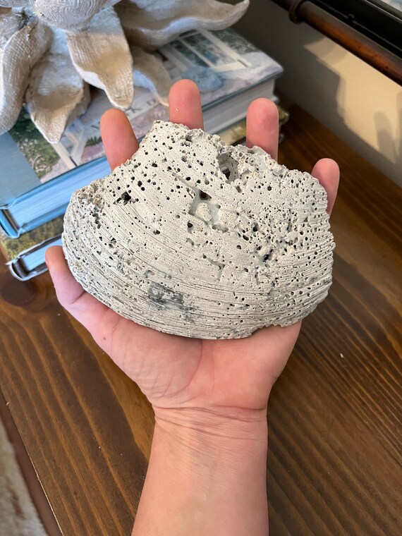 Huge White Quahog Clam Shell Fragment, Natural Shell, Coastal Decor,  Vignette Display 