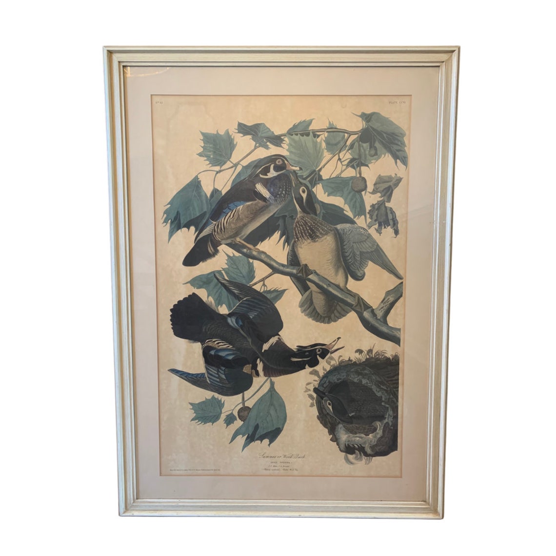 Large Vintage Framed Audubon Lithograph R Havell Hand Colored Etsy