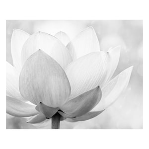 Lotus Flower Canvas or Print for Home Wall Decor: Black and White Floral Art
