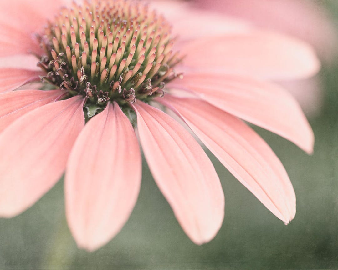 Flower Wall Art, Pink Flower Print or Canvas Art, Bedroom Art, Bathroom