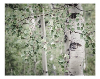 Aspen Tree Wall Art Print or Canvas for Home Wall Decor: Colorado Photography
