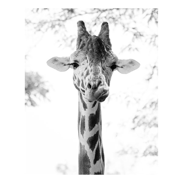 Black and White Wall Giraffes - Etsy
