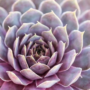 Purple Succulent Wall Art, Botanical Photography Print or Canvas