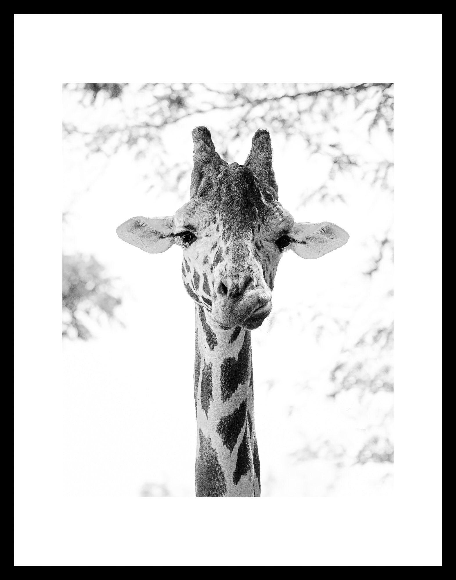 Giraffe Print or Canvas Art Black and White Giraffe Wall Art Etsy