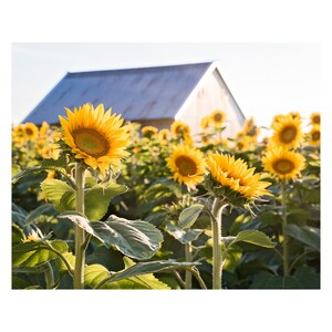 Sunflower Wall Art in Print or Canvas, Flower Photography, Rustic Home Wall Art, Yellow Floral Art, Farmhouse Sunflower Field Print
