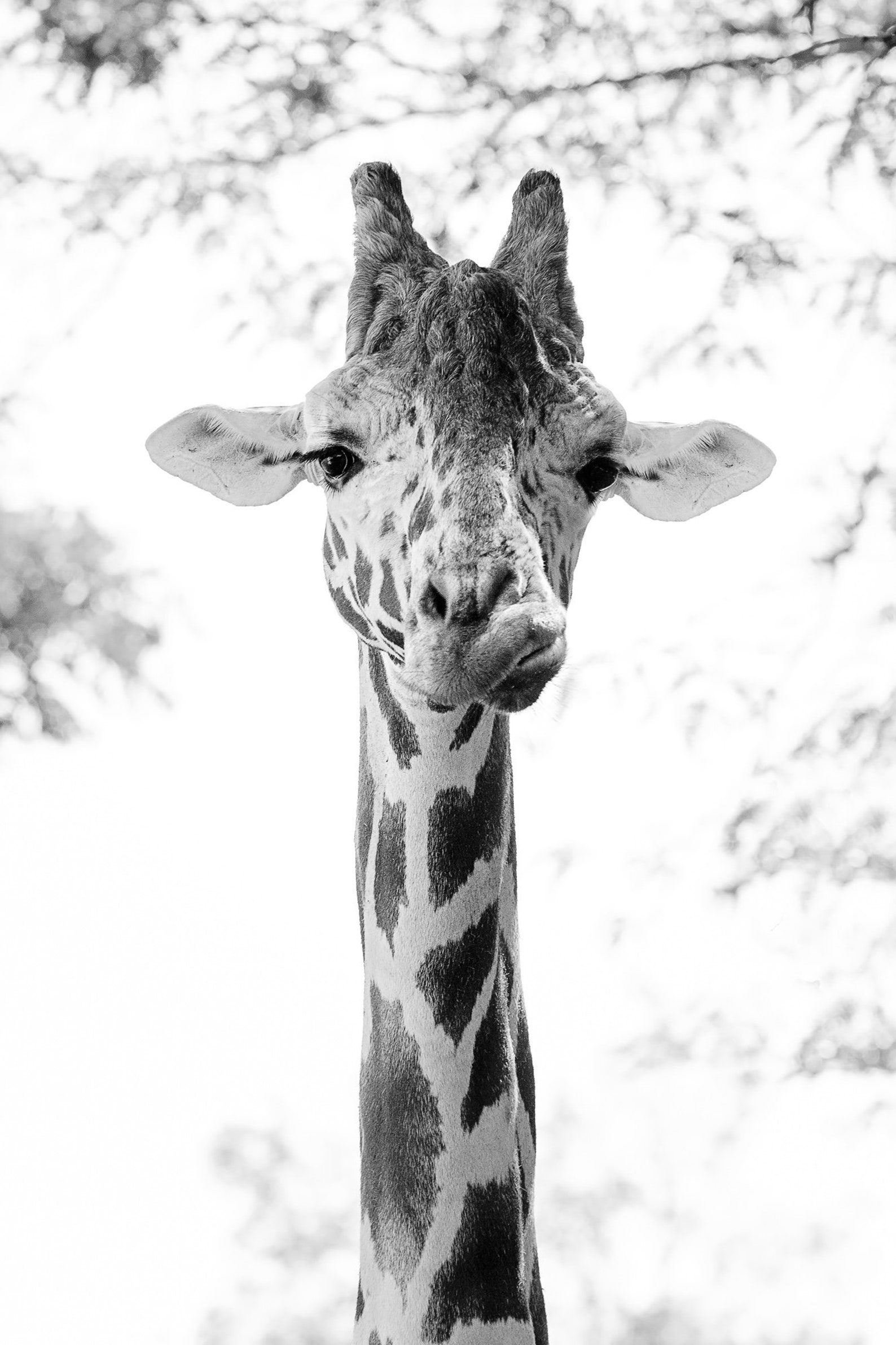 Giraffe Print or Canvas Art Black and White Giraffe Wall Art | Etsy