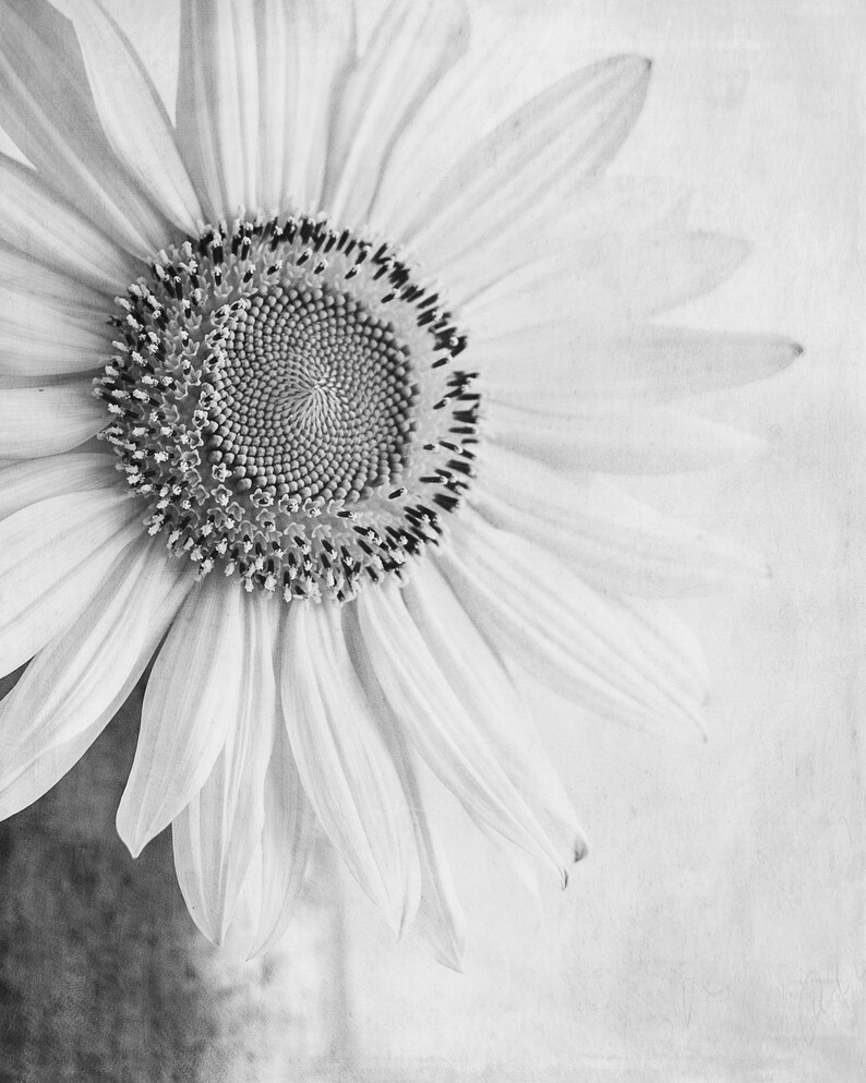 Sunflower Print Set or Canvas Art Set of 3 Black and White Etsy