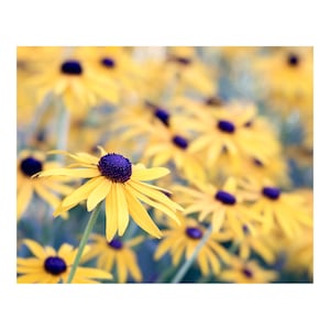 Black Eyed Susans Print or Canvas Art, Yellow Flower Wall Art, Black Eyed Susans Art, Country Kitchen Print, Floral Art Print