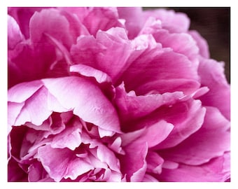 Pink Peony Flower Print or Canvas Art for Home Decor: Bright Pink Floral Wall Art