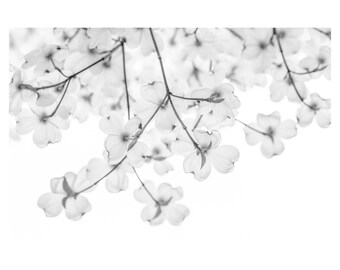 Black and White Dogwood Flower Print or Canvas: Spring Floral Wall Art