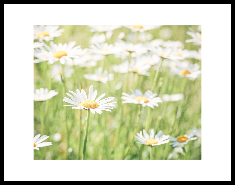 Daisies Print for Farmhouse Wall Art Floral Wall Art White Etsy