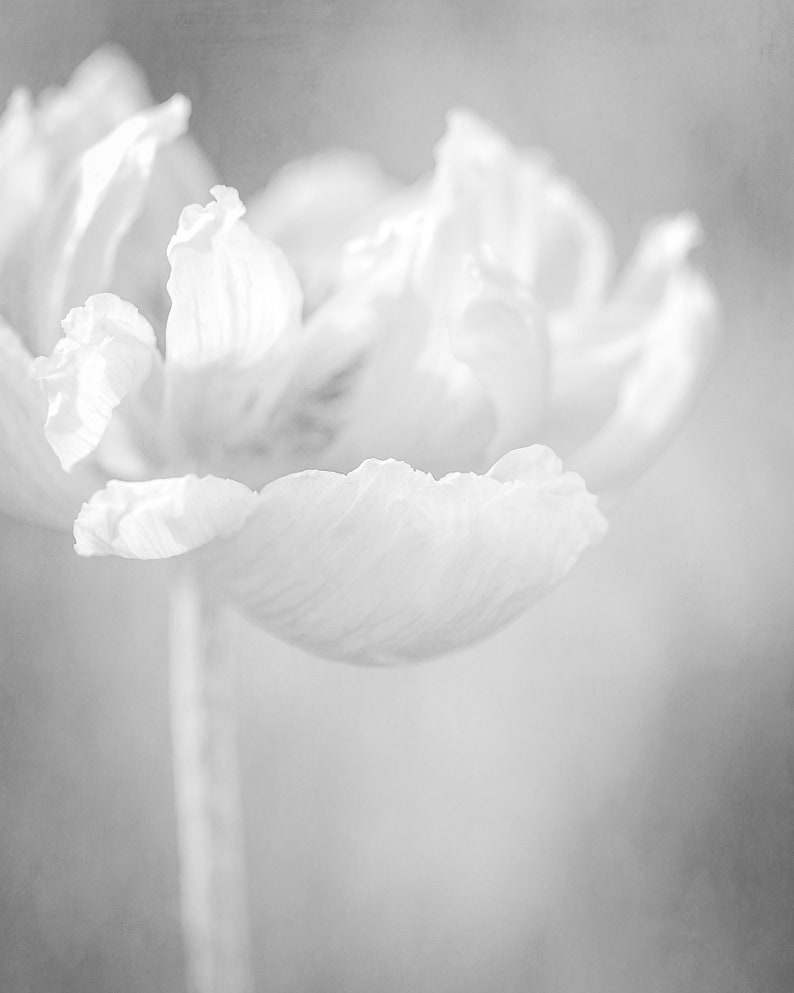 Poppy Flower Wall Art in Black and White Poppy Print or Etsy