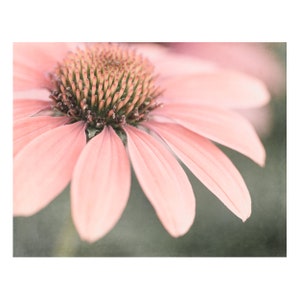 Pink Flower Print or Canvas for Home Wall Decor: Bathroom or Bedroom Floral Art