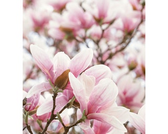 Pink Magnolia Flower Print or Canvas Art, Magnolia Print, Floral Bedroom Wall Art, Pink Flower Feminine Wall Art, Spring Flower Photography